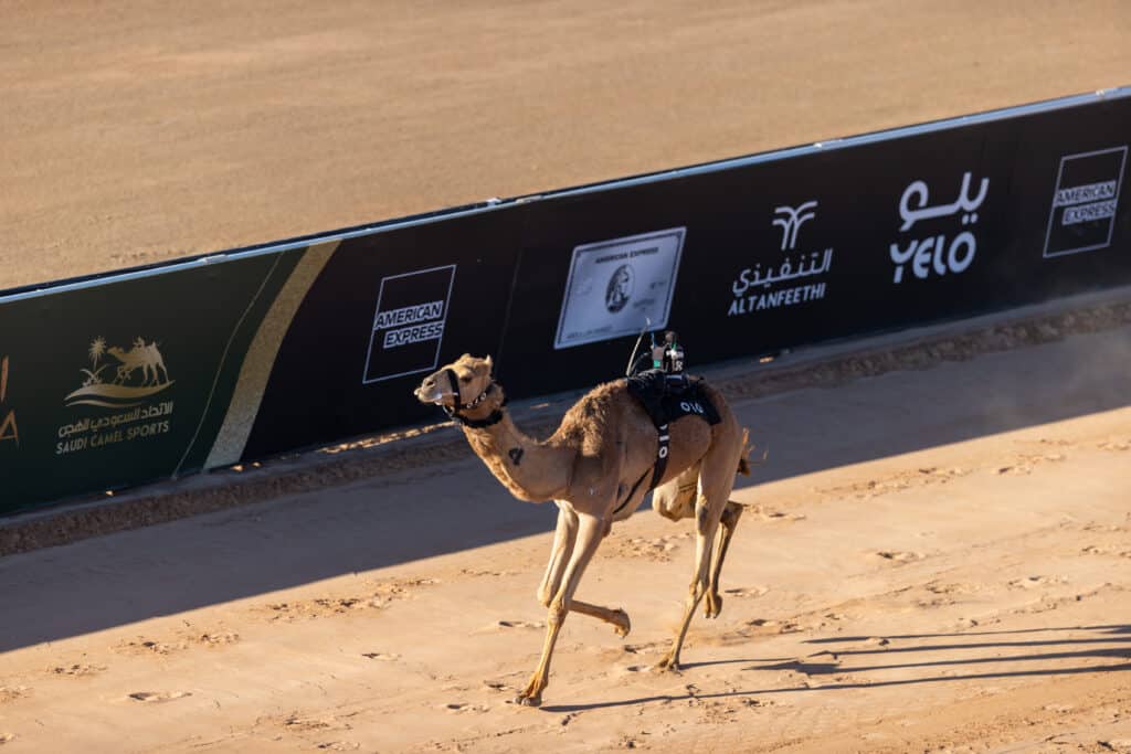 AlUla Camel Cup 2023